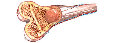Bone Marrow Transplant: A Life-saving Procedure